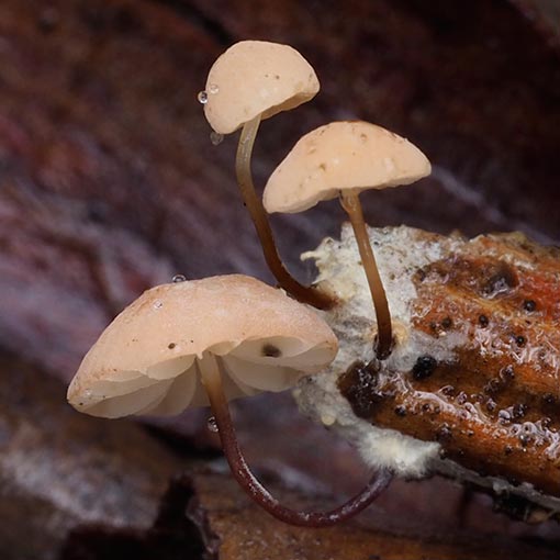 Marasmiellus 'earth odour', fungi, Tasmania