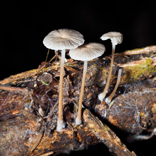 Marasmiellus 'earth odour', fungi, Tasmania