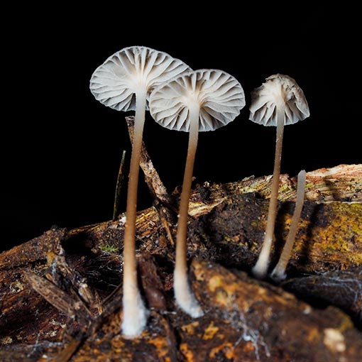 Marasmiellus 'earth odour', fungi, Tasmania