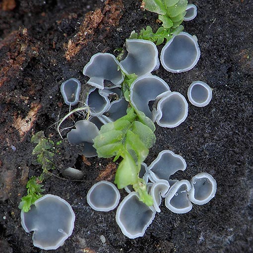 Mollisia aff. cinerea, fungi, Tasmania