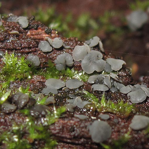 Mollisia aff. cinerea, fungi, Tasmania