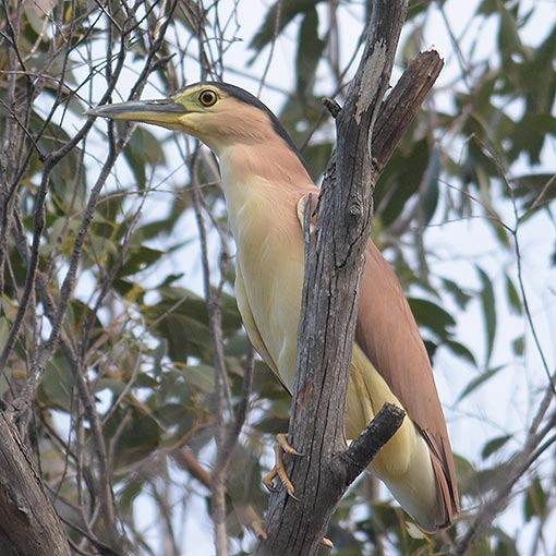 Nankeen Night Heron, Nycticorax caledonicus, Tasmania