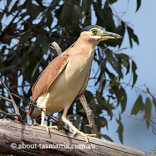 Nankeen Night Heron, Nycticorax caledonicus, Tasmania