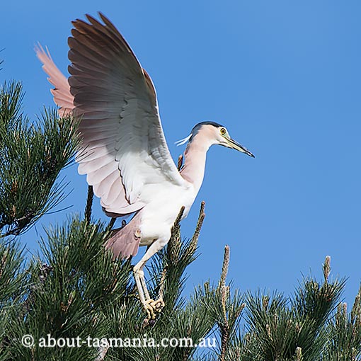 Nankeen Night Heron, Nycticorax caledonicus, Tasmania