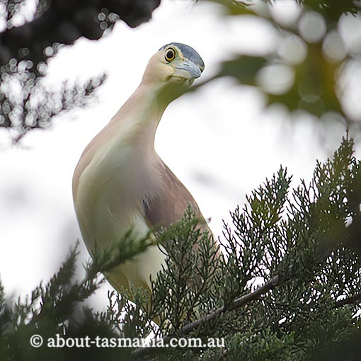 Nankeen Night Heron, Nycticorax caledonicus, Tasmania