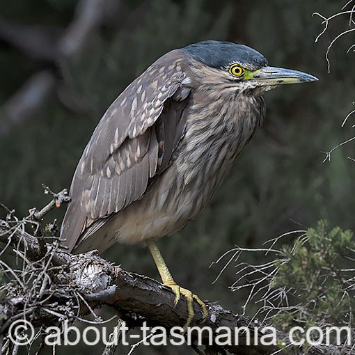 Nankeen Night Heron, Nycticorax caledonicus, Tasmania