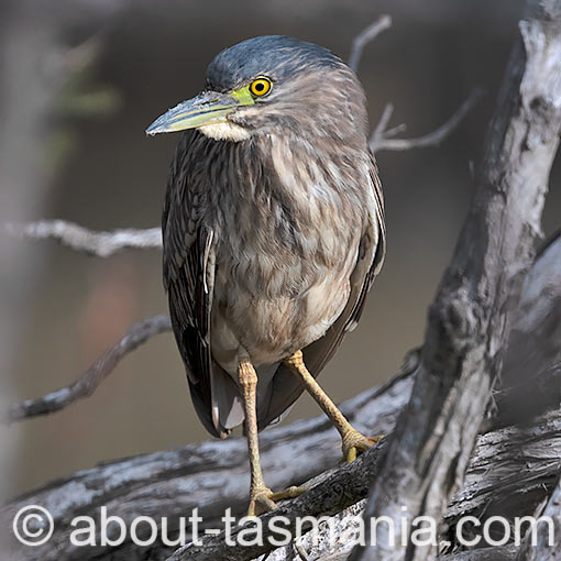 Nankeen Night Heron, Nycticorax caledonicus, Tasmania