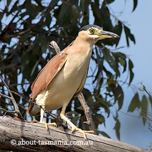 Nankeen Night Heron