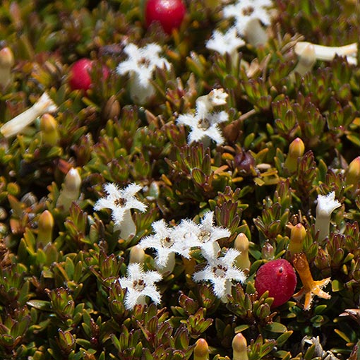 Pentachondra pumila, carpet frilly heath, Tasmania