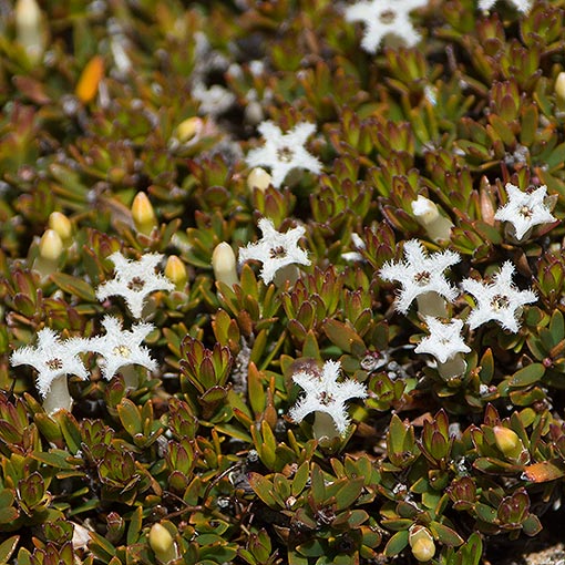 Pentachondra pumila, carpet frilly heath, Tasmania