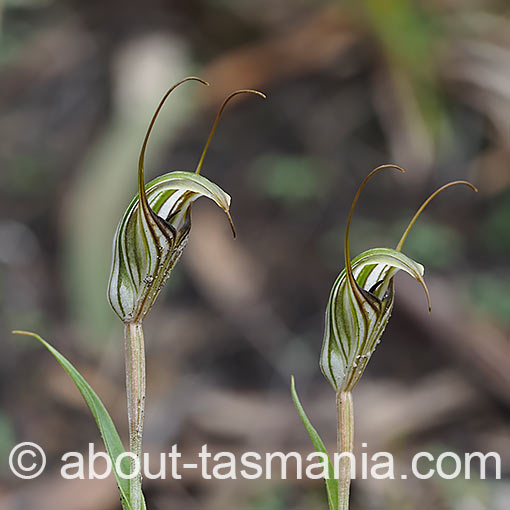 Pterostylis alata,<br />
Striped Greenhood, Tasmania