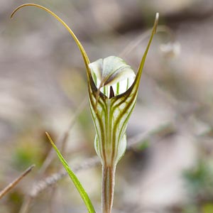 Pterostylis alata