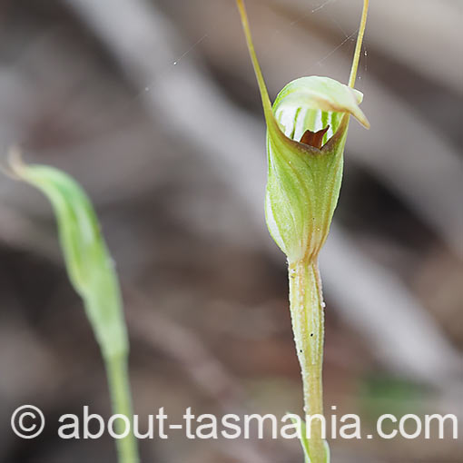 Pterostylis concinna, Trim Greenhood, Tasmania
