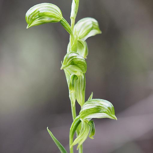 Pterostylis stenochila,<br />
Green-lip Greenhood, Tasmania