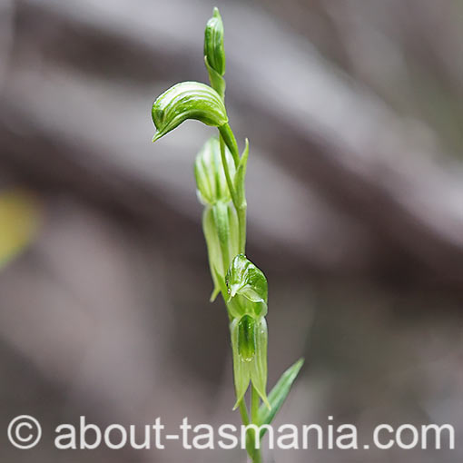 Pterostylis stenochila,<br />
Green-lip Greenhood, Tasmania
