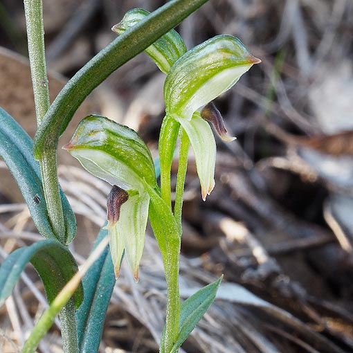 Pterostylis williamsonii,<br />
Brown-lip Greenhood, Tasmania