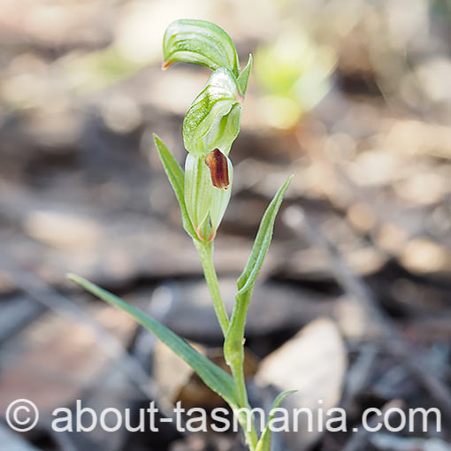 Pterostylis williamsonii,<br />
Brown-lip Greenhood, Tasmania