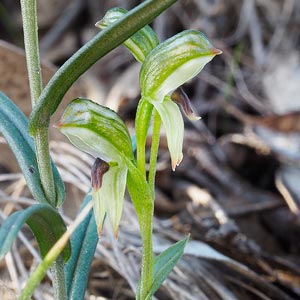 Pterostylis williamsonii