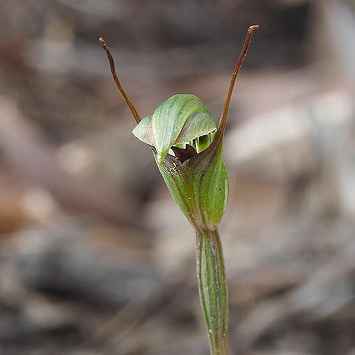 Pterostylis concinna, Trim Greenhood, Tasmania