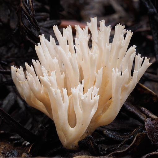 Ramaria sp., fungi, Tasmania