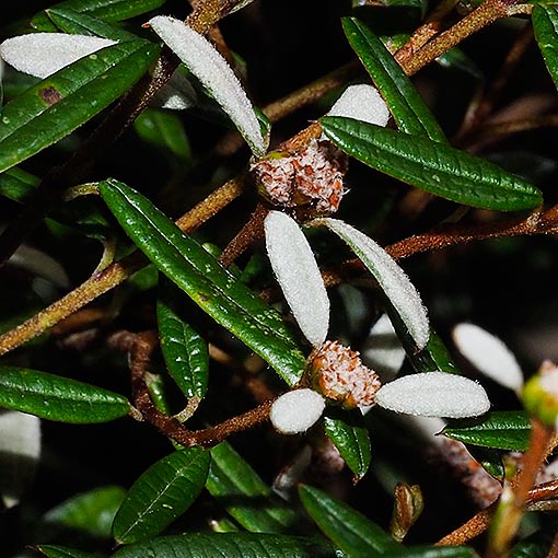 Spyridium vexilliferum var. vexilliferum, helicopter bush, Tasmania