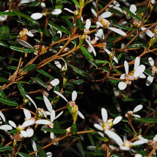 Spyridium vexilliferum var. vexilliferum, helicopter bush, Tasmania