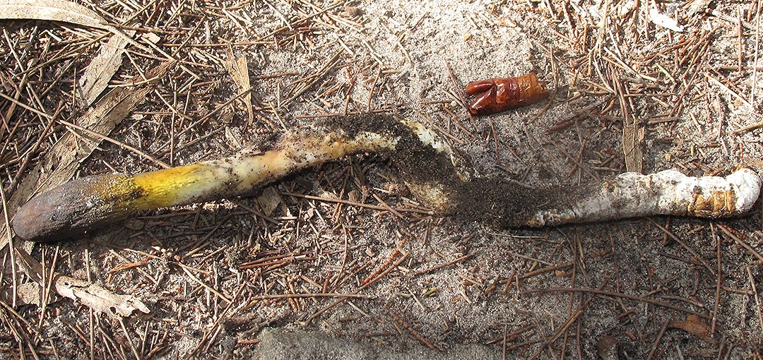 Cordyceps gunnii, fungi, Tasmania