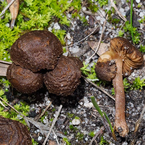 Inocybe sp., fungi, Tasmania
