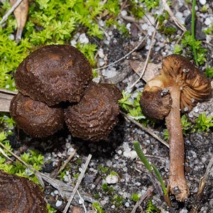 Inocybe sp.