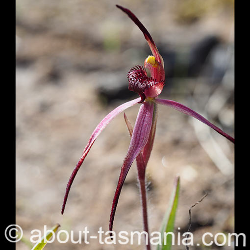 Caladenia caudata, Tailed Spider Orchid, Tasmania