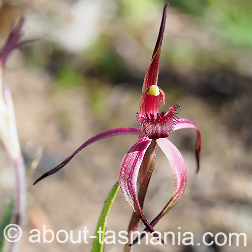 Caladenia caudata, Tailed Spider Orchid, Tasmania