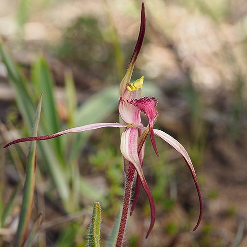 Caladenia caudata, Tailed Spider Orchid, Tasmania