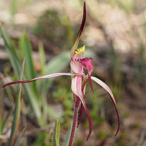 Caladenia caudata