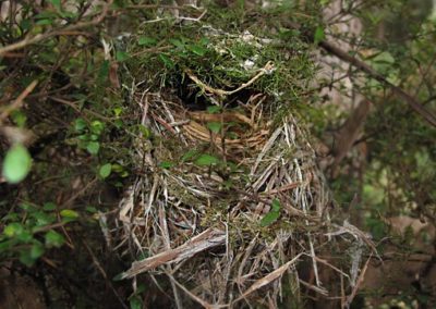 Tasmanian Thornbill nest