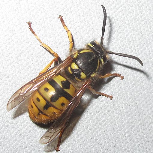 Vespula germanica, Vespidae, European Wasp, Tasmania