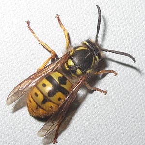 Vespula germanica