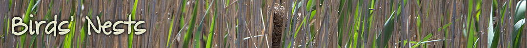birds nests Tasmania
