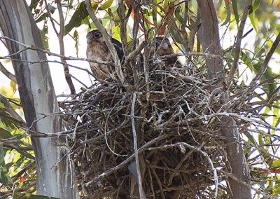brown falcon nest