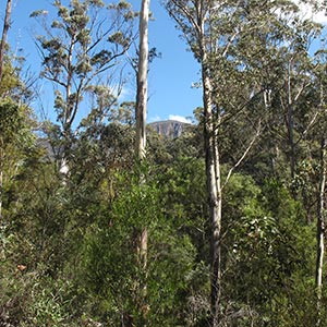 Cascade Walking Track