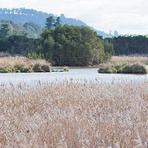 Tamar Island Wetlands