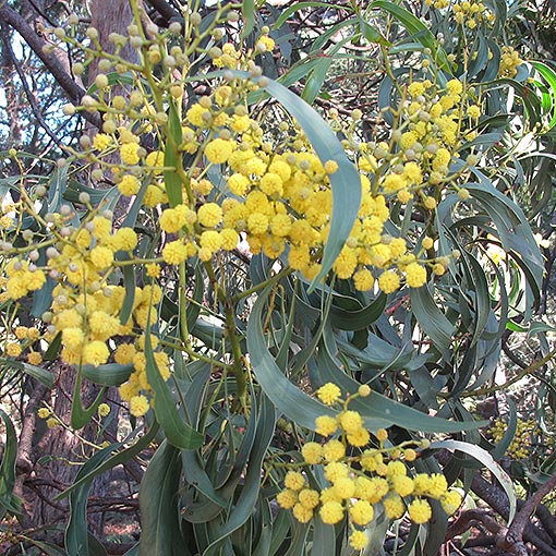 Acacia pycnantha, golden wattle, Tasmania