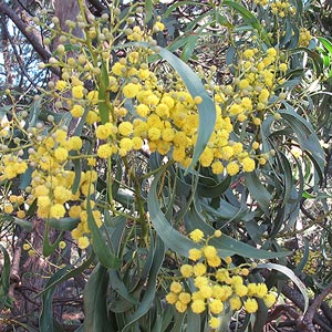 Acacia pycnantha