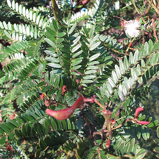 Acacia terminalis, Tasmania