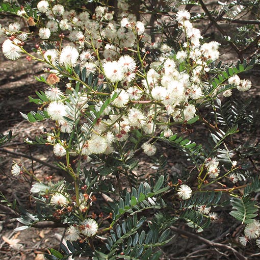 Acacia terminalis, Tasmania