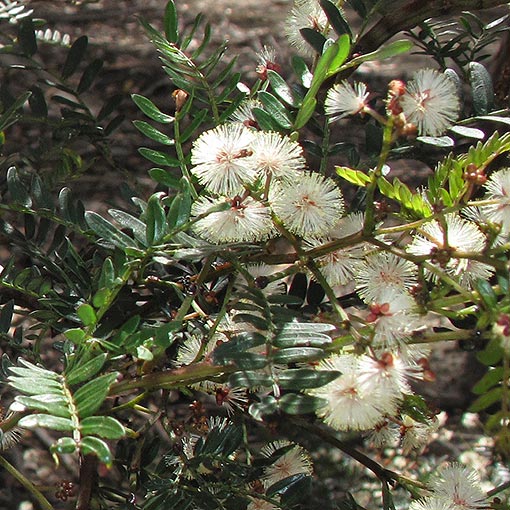 Acacia terminalis, Tasmania