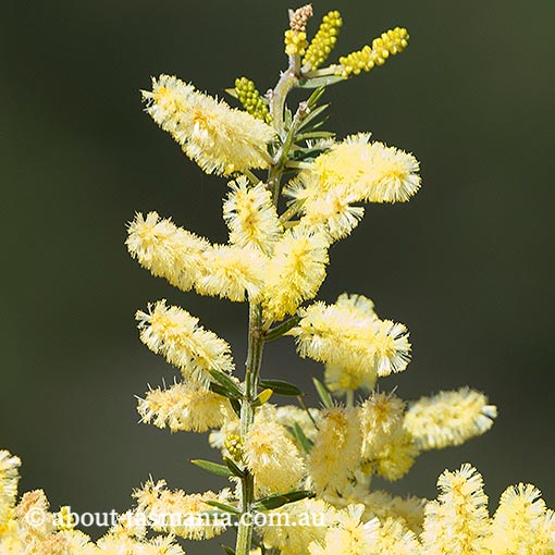 Acacia verticillata, prickly moses, Tasmania