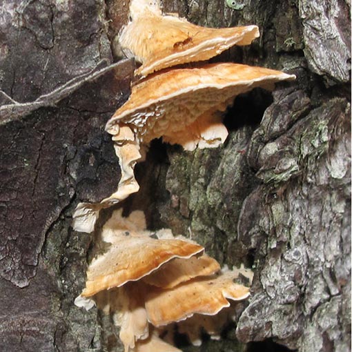 Cerrena zonata, Antrodiella, zonata, fungi, Tasmania