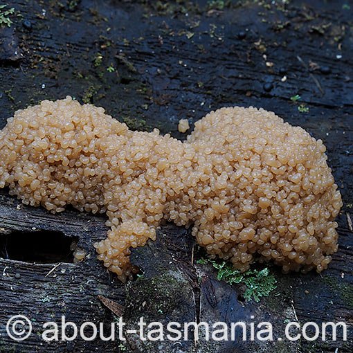 Arcyria obvelata, myxomycetes, Tasmania