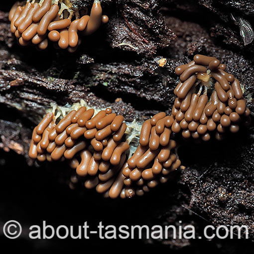 Arcyria obvelata, myxomycetes, Tasmania
