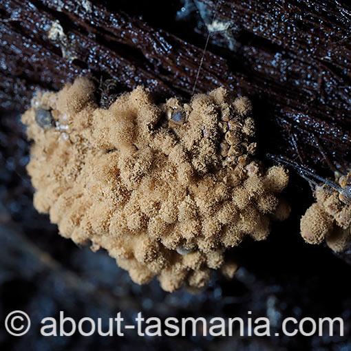 Arcyria obvelata, myxomycetes, Tasmania